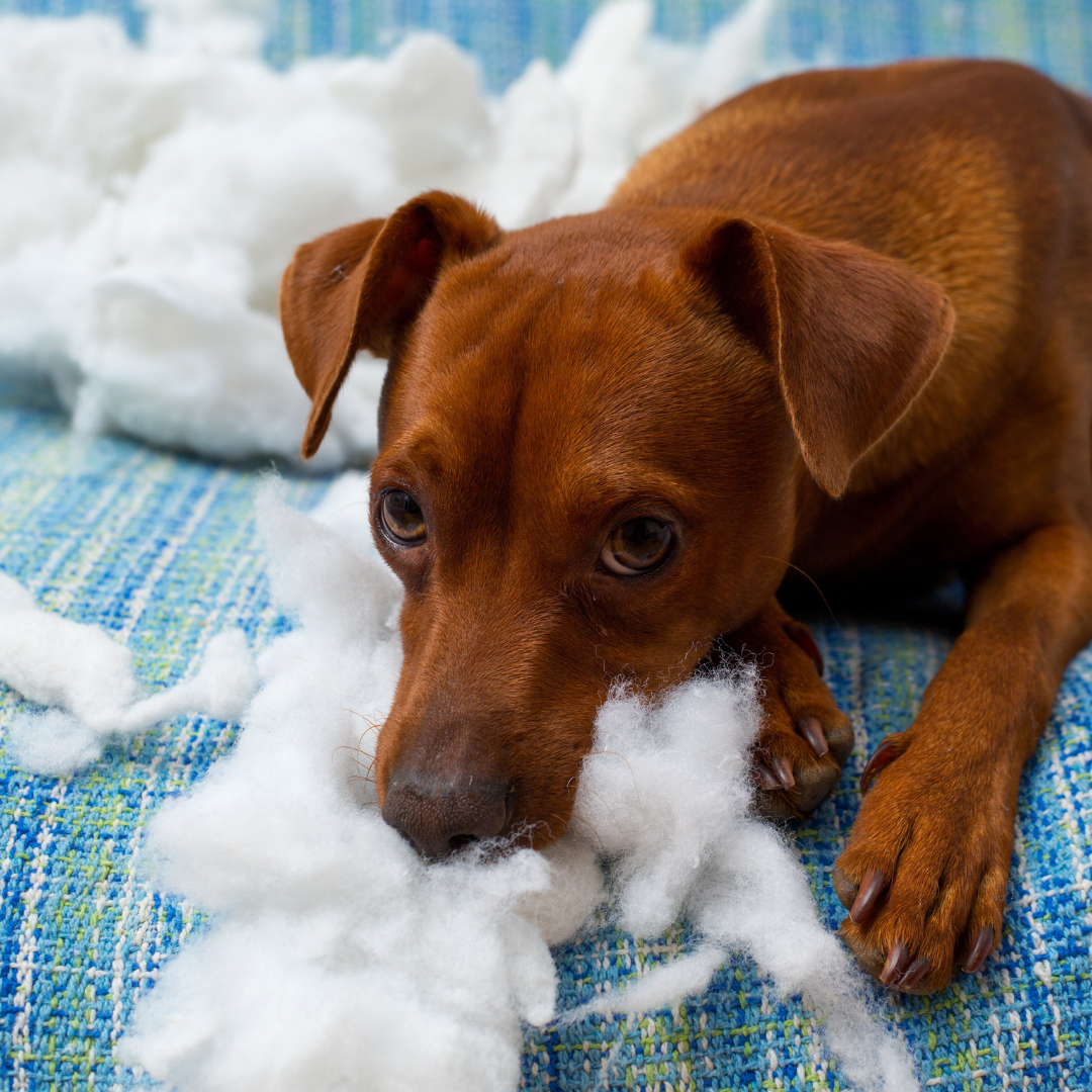 Puppy chewing on front of sofa 