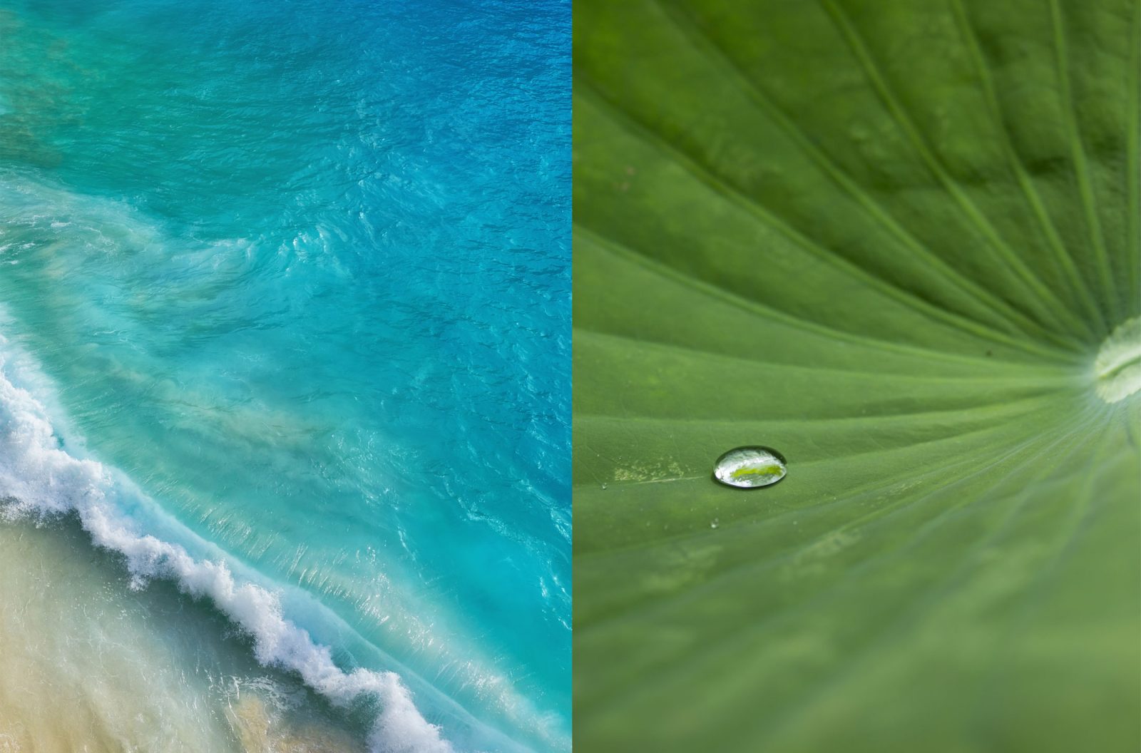 color inspiration azure and lotus leaf